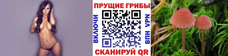 сколько стоит  блэк спрут как зайти  Галлюциногенные грибы прущие грибы  Великий Устюг 